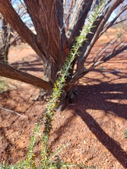 Mirbelia microphylla
