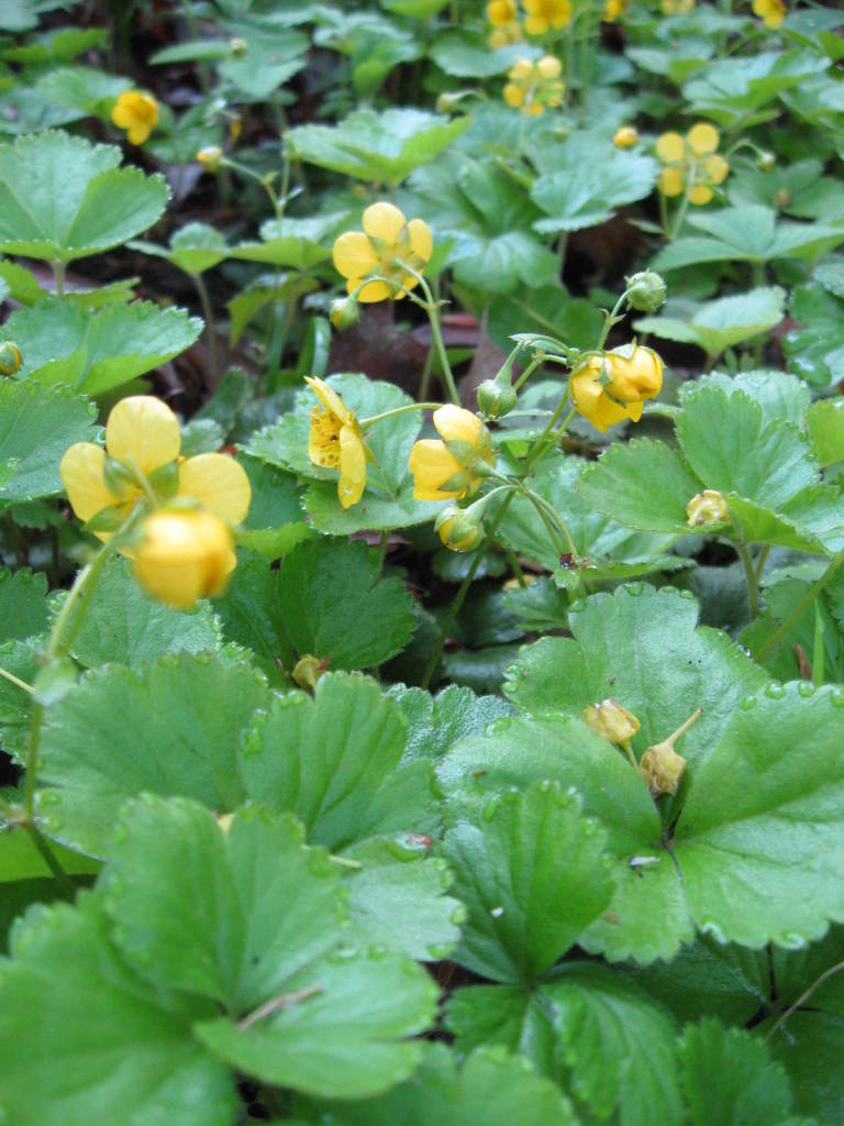 Siberian barren strawberry