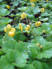 Waldsteinia ternata