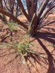 Mirbelia microphylla