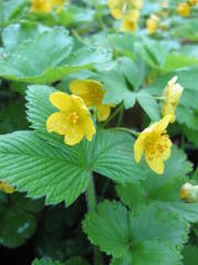 Waldsteinia ternata