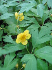 Waldsteinia ternata