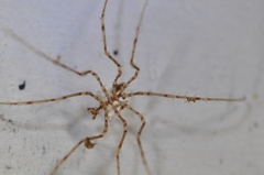 Nymphon brevirostre