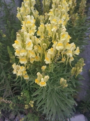 Linaria vulgaris