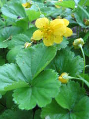 Waldsteinia ternata