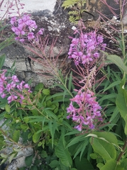 Chamaenerion angustifolium