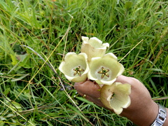 Pachycarpus campanulatus