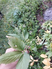 Cardamine enneaphyllos