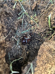 Oryctes nasicornis ameliae