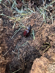 Oryctes nasicornis ameliae