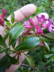 Rhododendron hirsutum