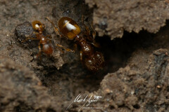 Pheidole rugosula