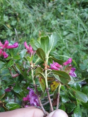 Rhododendron hirsutum