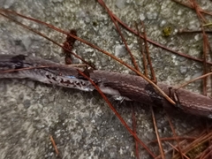 Pseudoxenodon bambusicola