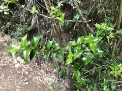 Ilex bioritsensis