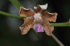 Vanda tessellata