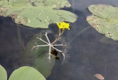 Utricularia radiata