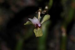Smithsonia viridiflora
