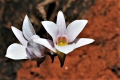 Dendrobium barbatulum