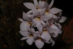 Dendrobium barbatulum