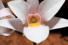 Dendrobium barbatulum