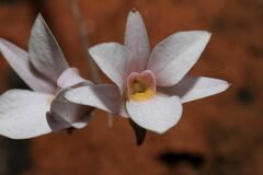 Dendrobium barbatulum