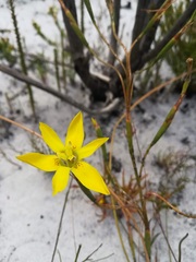 Moraea elsiae