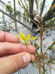 Moraea elsiae