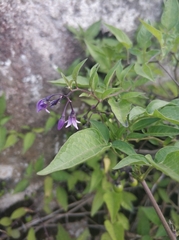 Solanum dulcamara