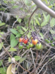 Solanum dulcamara