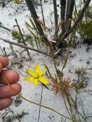 Moraea elsiae