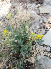 Alyssum montanum