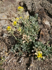 Alyssum montanum