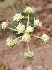 Seseli hippomarathrum