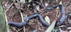 Clelia equatoriana