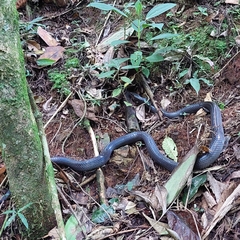 Clelia equatoriana