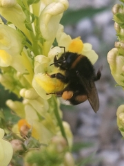 Bombus