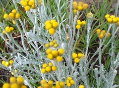 Helichrysum splendidum