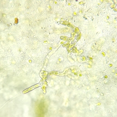 Gongrosira incrustans