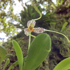 Masdevallia amanda