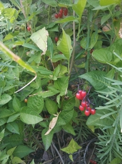Solanum dulcamara