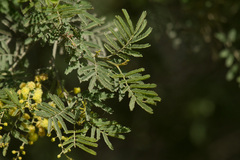Acacia deanei
