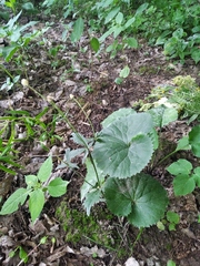 Ranunculus cassubicus