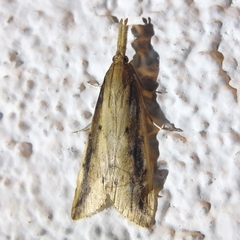 Schoenobius gigantella