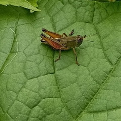 Peripolus