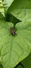 Peripolus