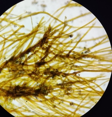 Tolypothrix lanata
