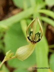 Ceropegia noorjahaniae