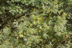 Acacia deanei