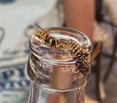 Vespula germanica